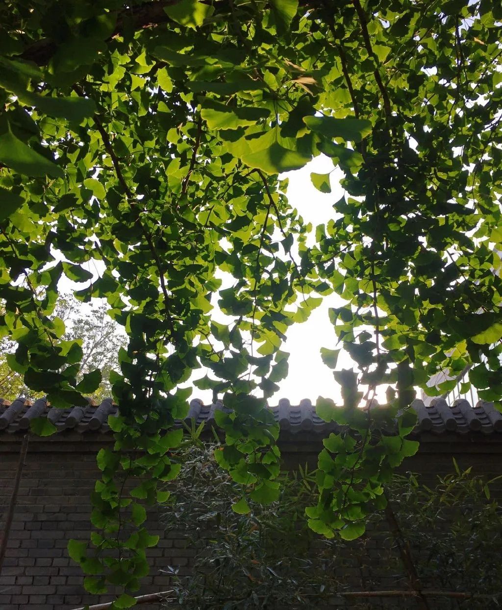 悠悠夏日长，7首诗词感受悠闲夏日-第6张图片-非凡网