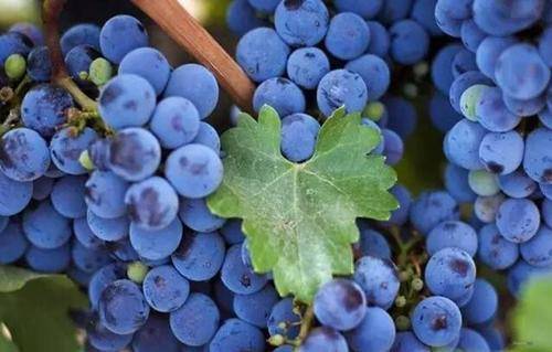 云辟谣丨网传无籽葡萄是避孕药打出来的？专家