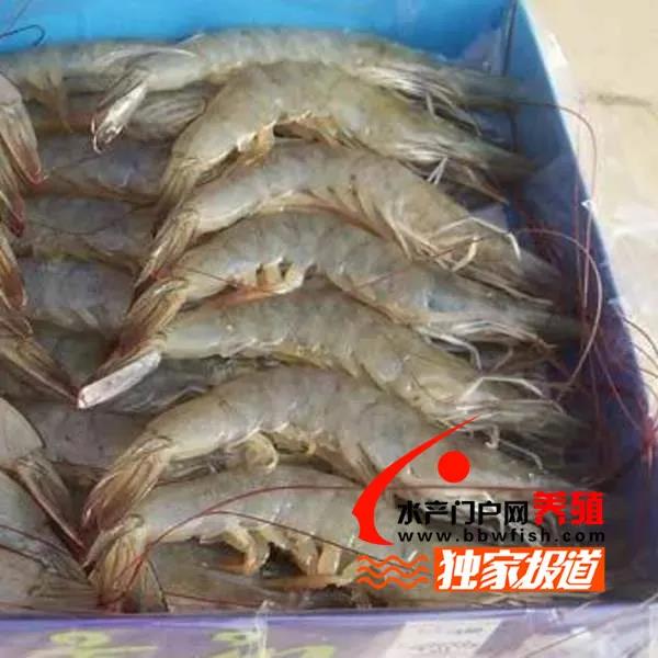 国外冻虾进口量大增，国内白虾量价齐跌，谁来