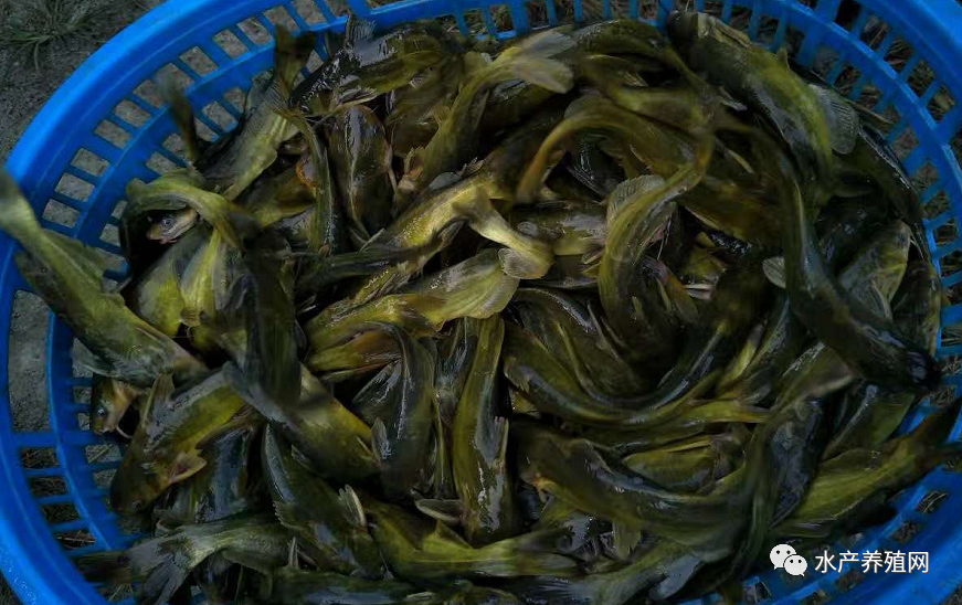广东也开始缺鱼了？黄颡鱼继续涨价，上半年收