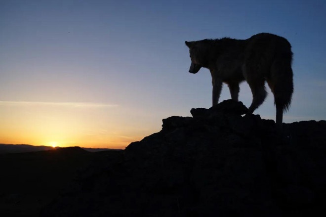 《我爱电影 我爱家乡》｜开拓内蒙古电影的新辉煌