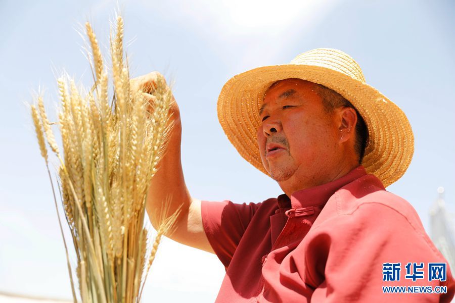 河南宝丰：干花小麦 助农增收
