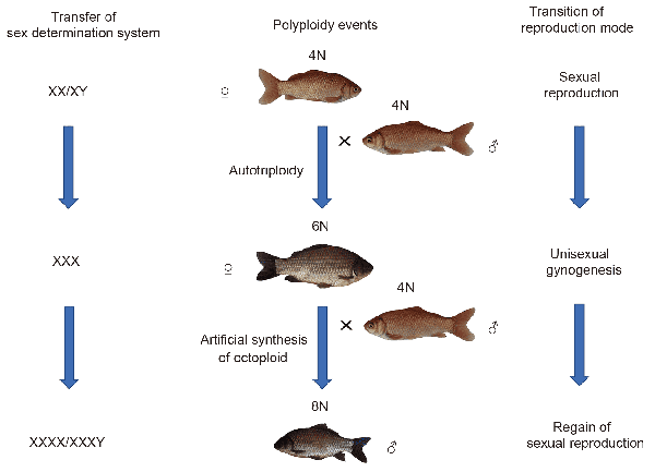 研究发现合成八倍体雄鱼性别决定系统与有性生殖能力的重新获得