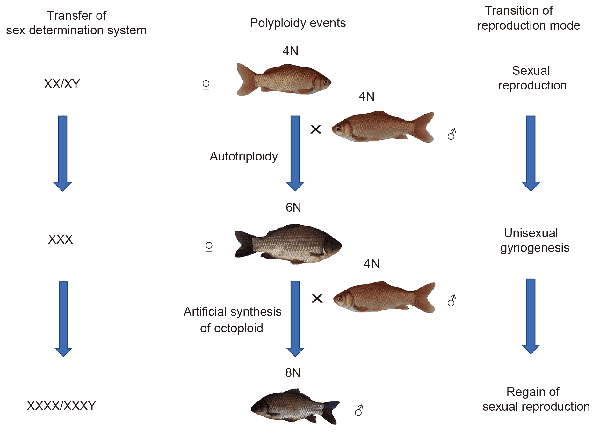 研究發(fā)現(xiàn)合成八倍體雄魚(yú)性別決定系統(tǒng)與有性生殖能力的重新獲得