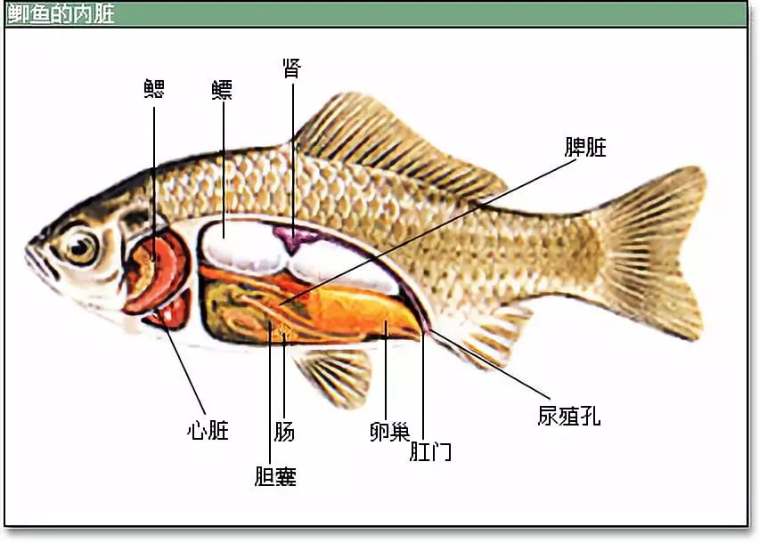 鱼内部结构图解剖图图片