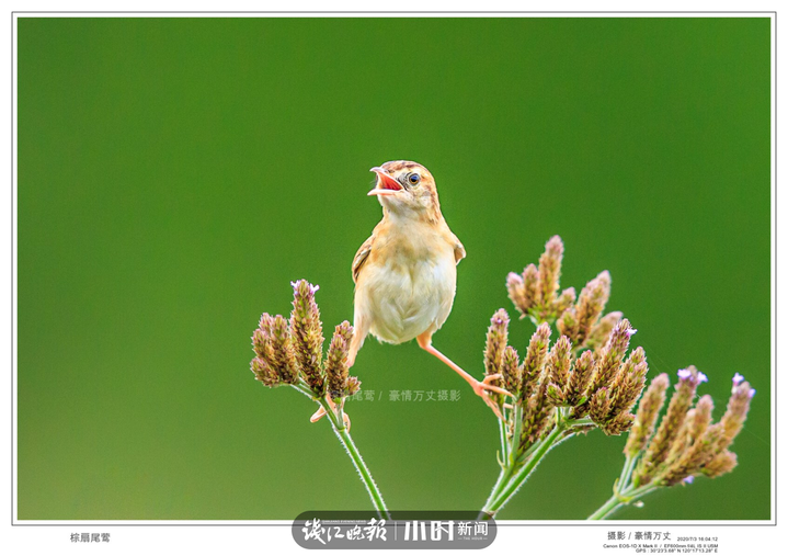 今日影像｜我是一只会劈叉神功的小小鸟
