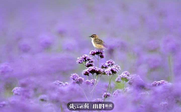 今日影像｜我是一只会劈叉神功的小小鸟