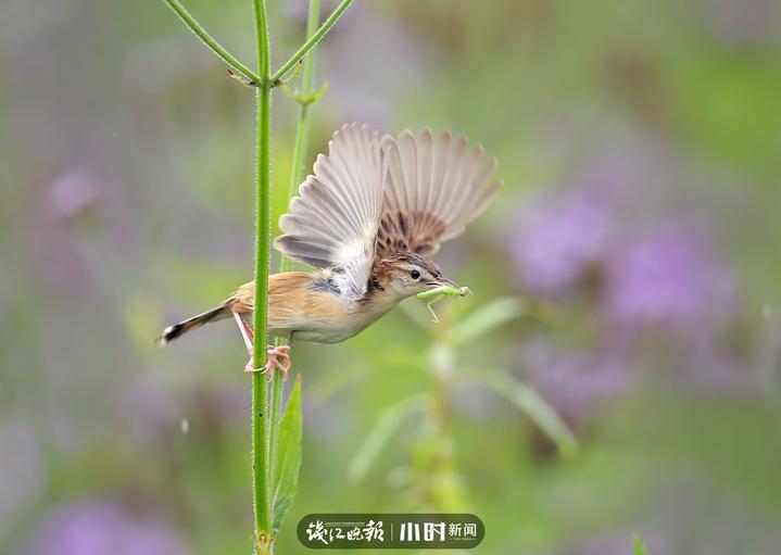 今日影像｜我是一只会劈叉神功的小小鸟