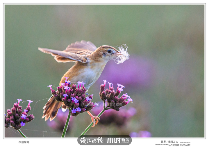 今日影像｜我是一只会劈叉神功的小小鸟