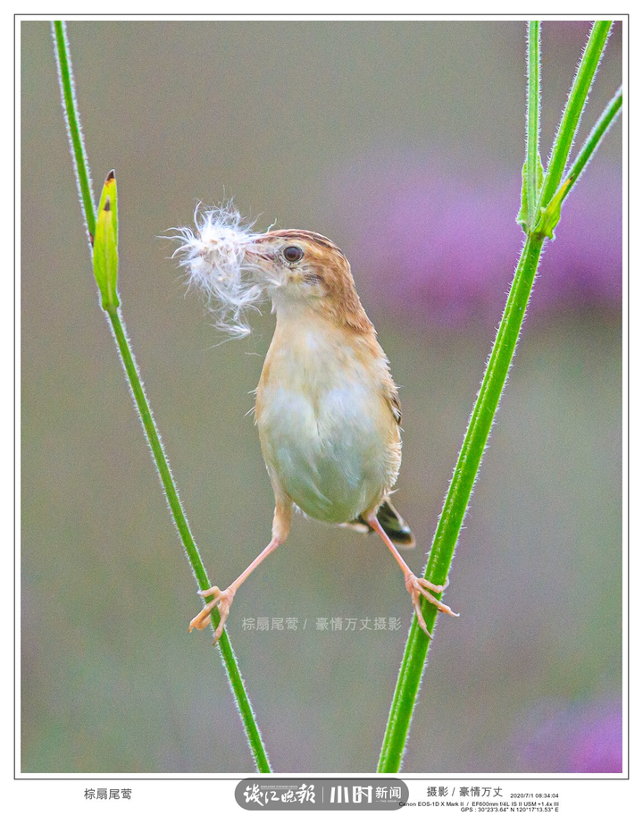 今日影像｜我是一只会劈叉神功的小小鸟