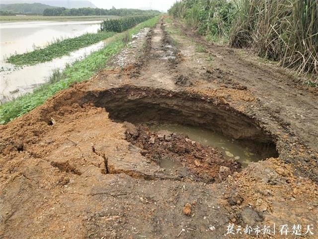 「视频」阳新富水河40多米河坝溃口，下游一农场