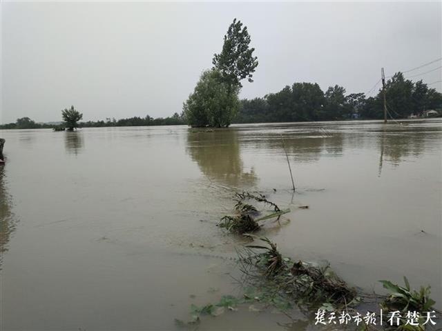 「视频」阳新富水河40多米河坝溃口，下游一农场