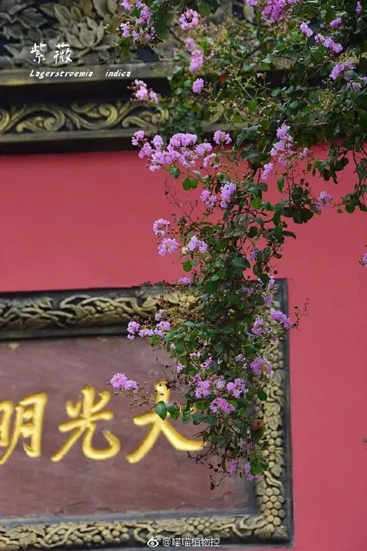 七月末了，还不去看紫薇花吗？