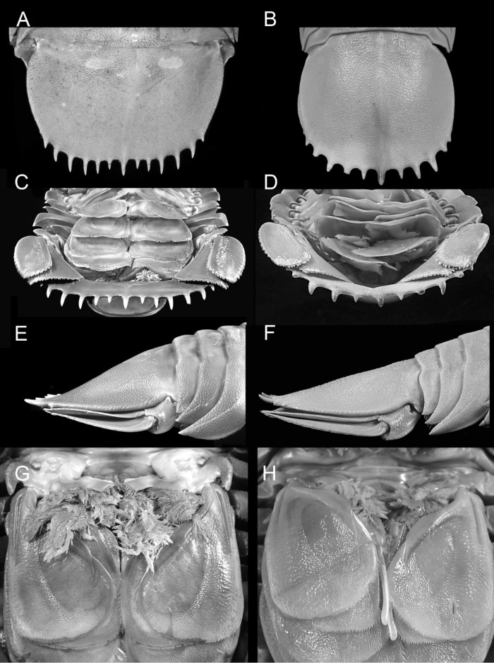 科学家在印尼发现“海蟑螂”被确定为全新物种-第2张图片-IT新视野