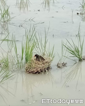 田中间遇“最强钉子户”3颗蛋占地盖屋　他笑笑