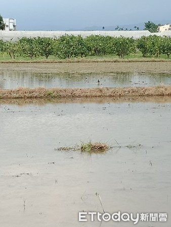 田中间遇“最强钉子户”3颗蛋占地盖屋　他笑笑