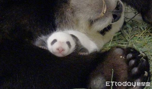 圆圆晋升二宝妈更上手　保育员笑「照猪养」换