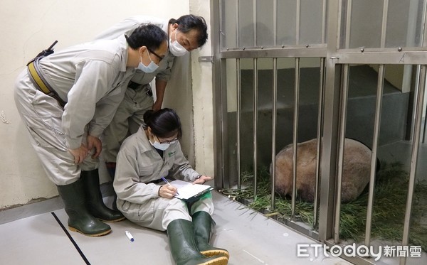 圆圆晋升二宝妈更上手　保育员笑「照猪养」换仔伤脑筋