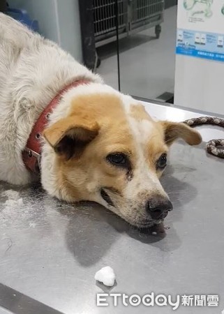 生病软瘫诊疗台！　暖心汪见人「硬挤微笑」打