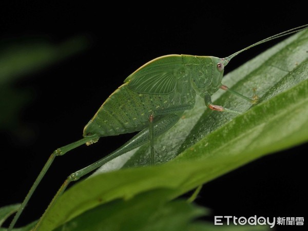 登山见超萌大眼神秘“绿鲤鱼”！　他揭真实身