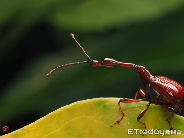 登山见超萌大眼神秘“绿鲤鱼”！　他揭真实身