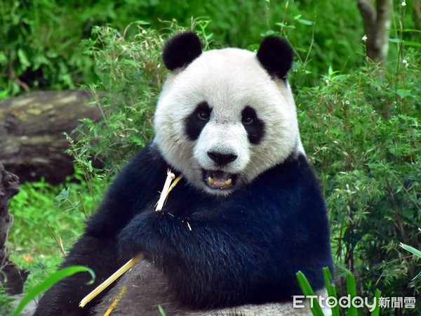 大猫熊二宝妹窝妈怀里甜睡　圆仔、团团都知道