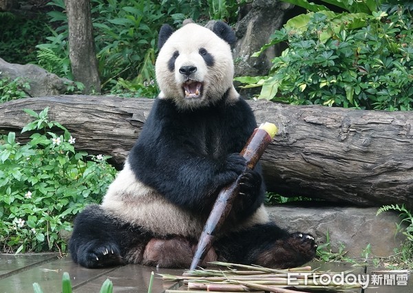 大猫熊二宝妹窝妈怀里甜睡　圆仔、团团都知道