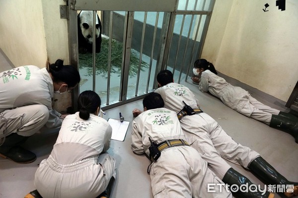 大猫熊二宝妹窝妈怀里甜睡　圆仔、团团都知道