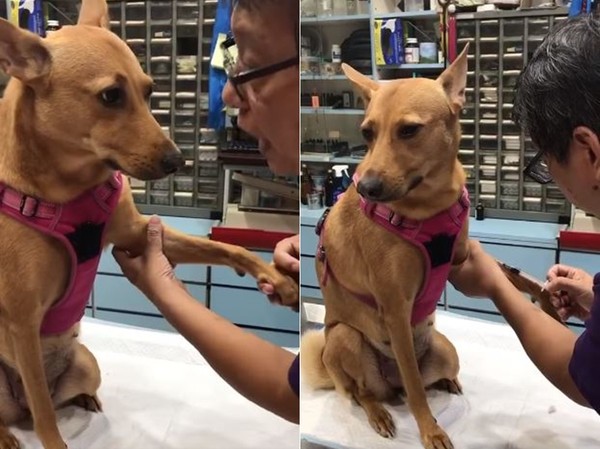 兽医悄悄话安抚“借我抽一下”　勇敢汪见针筒