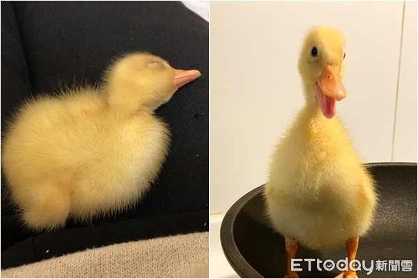 搭捷运耳边传来呱呱声“他低头一见马上融化”