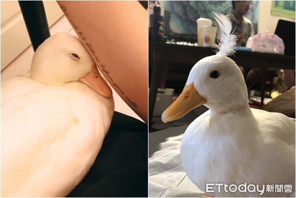 搭捷运耳边传来呱呱声“他低头一见马上融化”