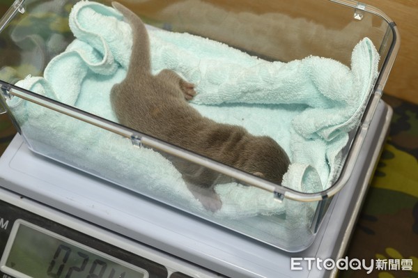 欧亚水獭金莎第三胎是女娃！　宝宝检查唉叫妈