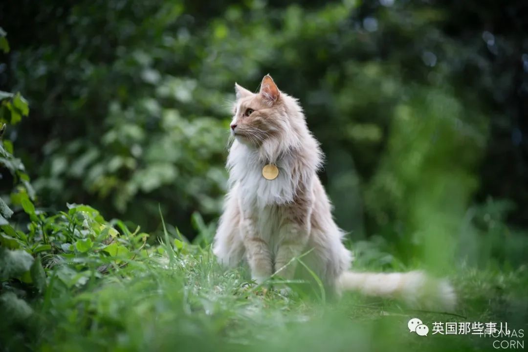 一只四处留情的渣猫竟被评为"新西兰年度人物"…当猫猫也太爽了