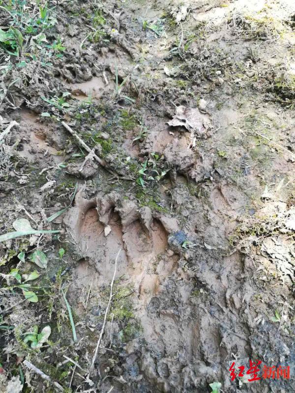 四川巴中山村“野猪成灾”，村民庄稼受损申请补偿遇尴尬 林业部门：没费用安排