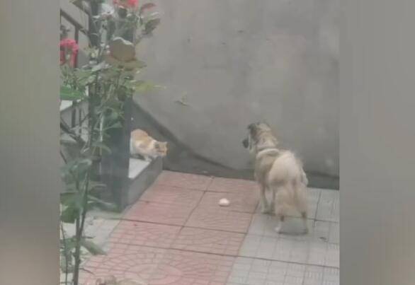 流浪|宠物狗将肉包子叼给流浪猫 还特意躲远观察