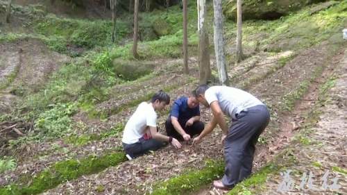 「乡村振兴」合江县文明村：林下种中药材，扶贫新“良方”