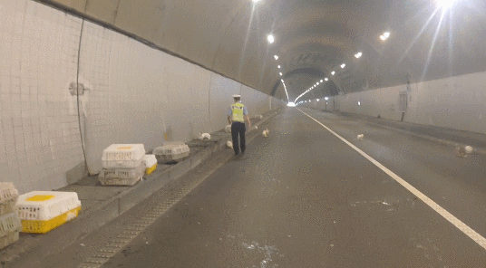 高速|凌晨诸永高速隧道内一货车侧翻 交警高速隧道抓了1小时兔子