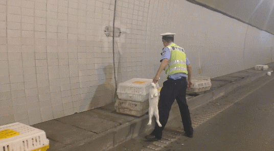 高速|凌晨诸永高速隧道内一货车侧翻 交警高速隧道抓了1小时兔子