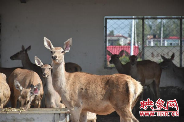 梅花鹿成功“入住”新蔡县陈店镇生态养殖园区助乡村振兴 梅花鹿成功“入住”新蔡县陈店镇生态养殖园区助乡村振兴