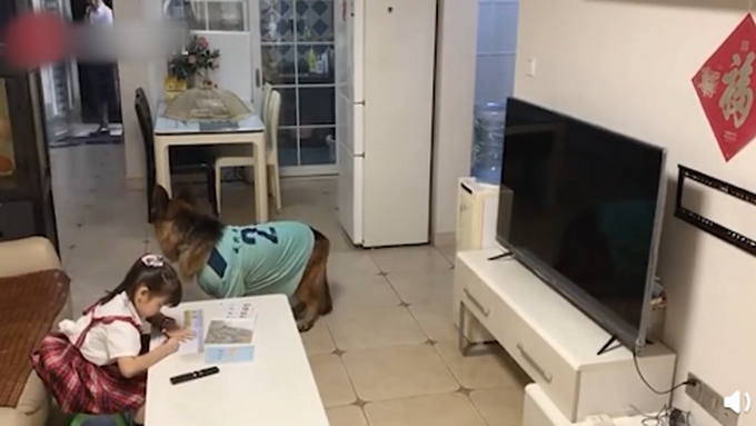 进门|狗子听到家长进门提醒女孩写作业 网友：我爸妈一般摸电视烫不烫
