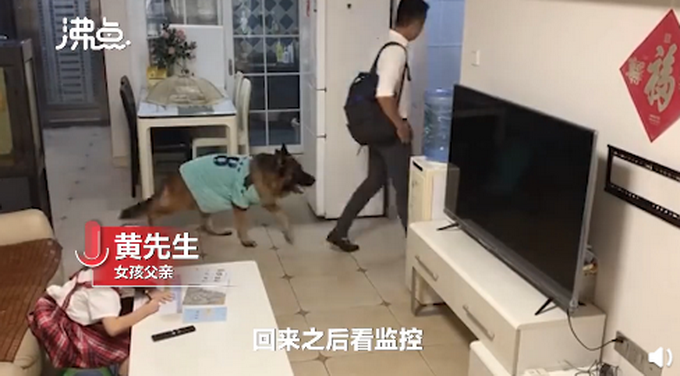 进门|狗子听到家长进门提醒女孩写作业 网友：我爸妈一般摸电视烫不烫