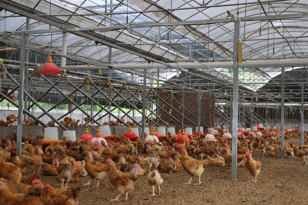 【同心脱贫在行动】宜宾江安：非公企业助力脱贫攻坚 带领村民共享“商鸡”