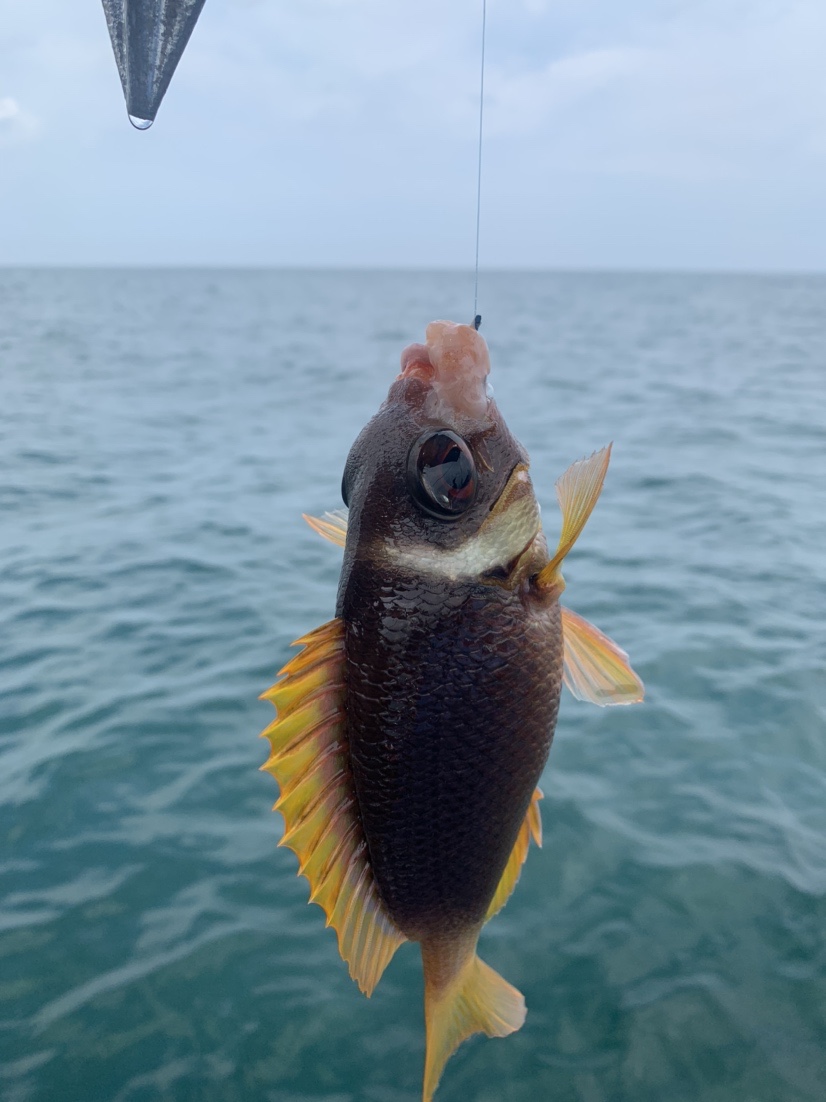 南海漂流野钓海上钓鱼初体验真的好刺激