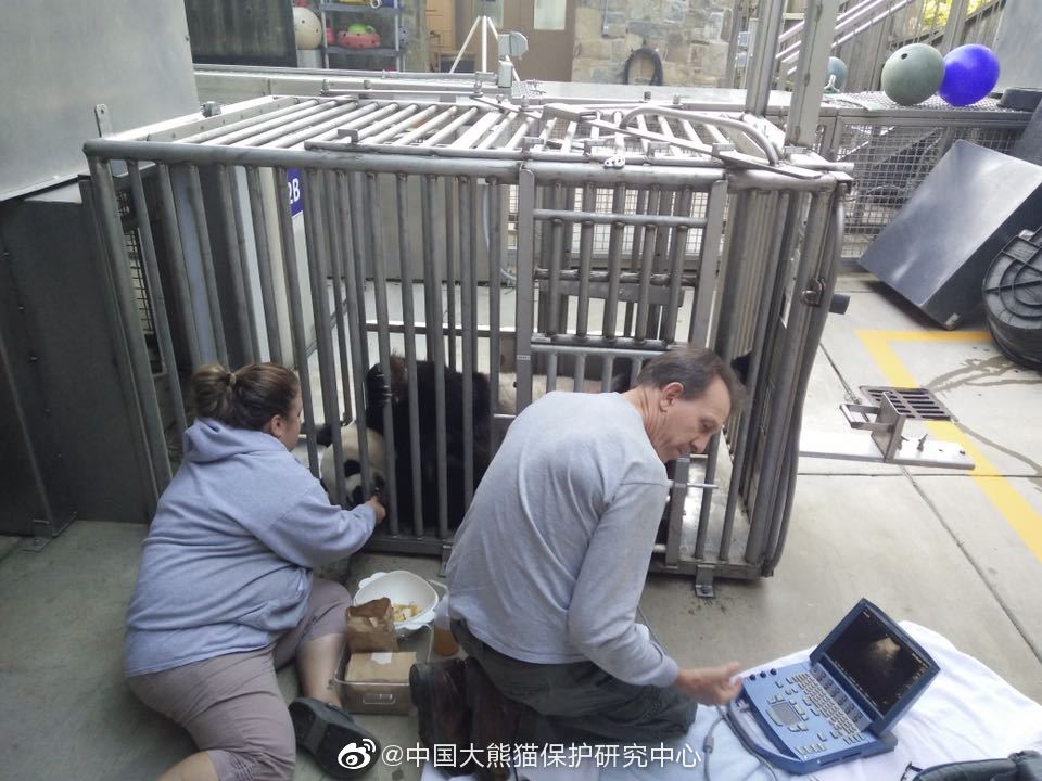 华盛顿动物园对熊猫美香照顾不周？中国大熊猫保护研究中心回应