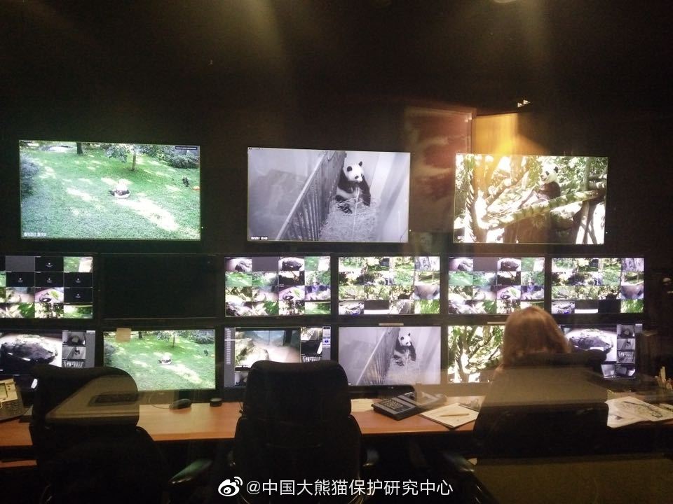 华盛顿动物园对熊猫美香照顾不周？中国大熊猫保护研究中心回应
