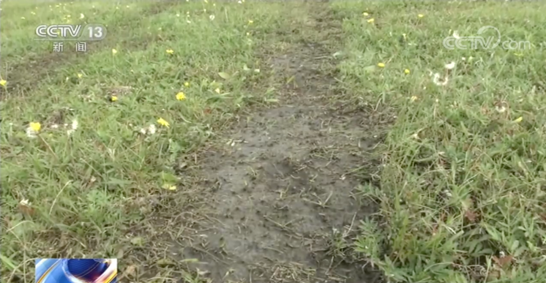 男子开车碾压草原被罚把草种回去，网友：希望有一个种草视频