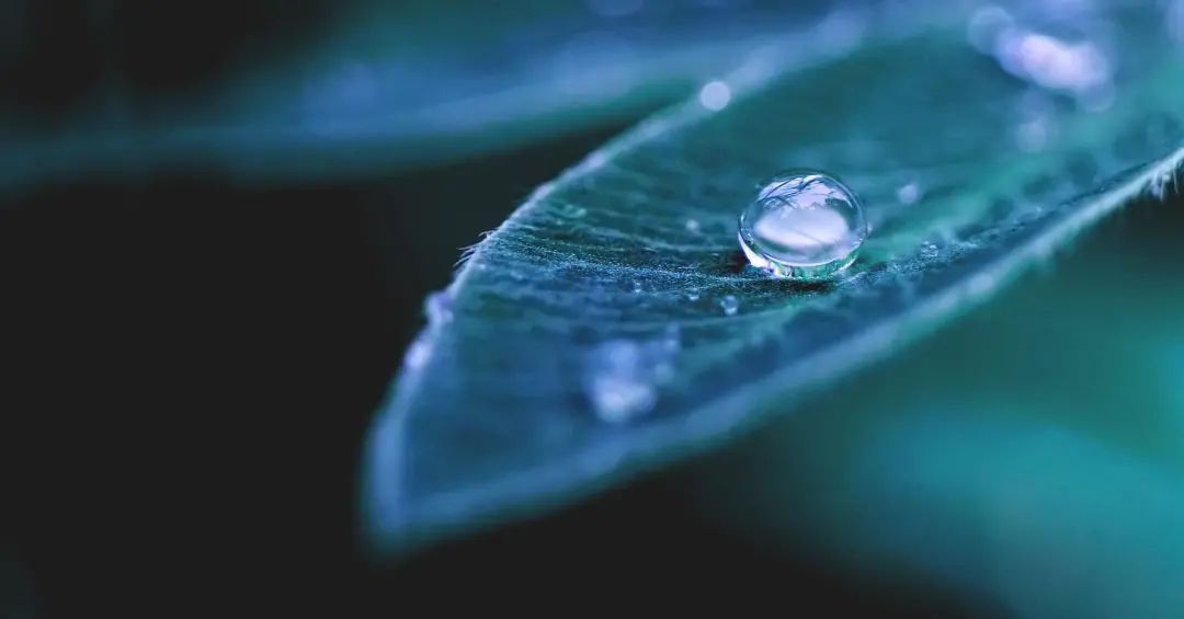 白露 : 蒹葭苍苍，白露为霜