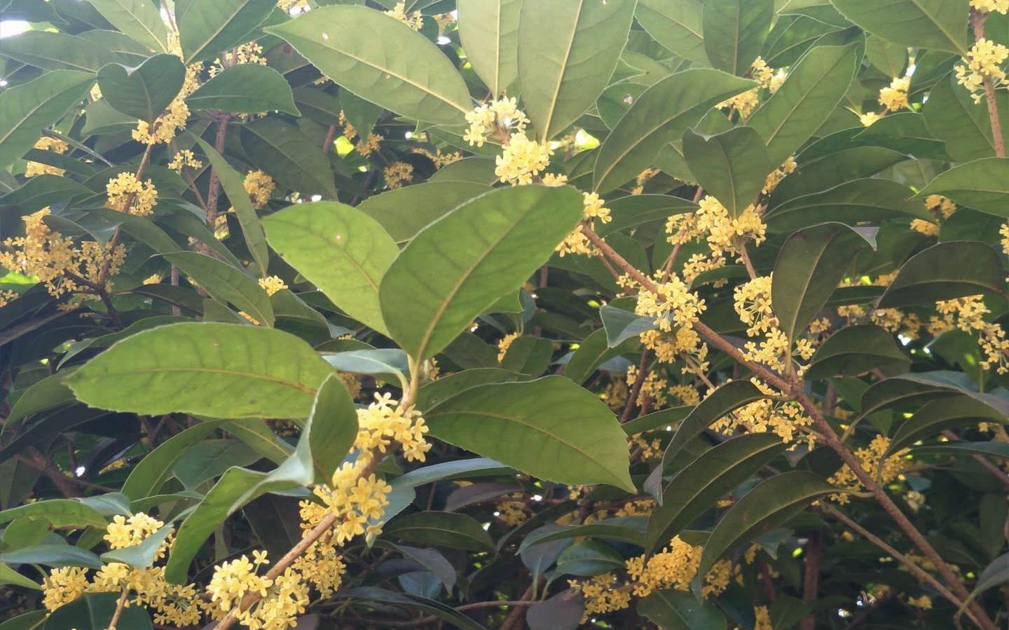 桂花巷里砍桂花，景观治理何以成了破坏？