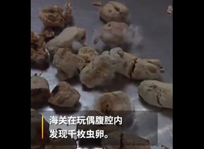 千枚非洲物种魔花螳螂虫卵藏玩偶内入境 大连海关拍x光发现截留 传媒 蛋蛋赞