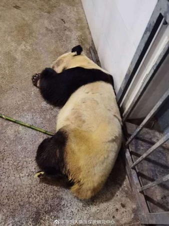 大猫熊圆仔的阿嬷「雷雷」癫痫发作　 抢救无效31岁死亡
